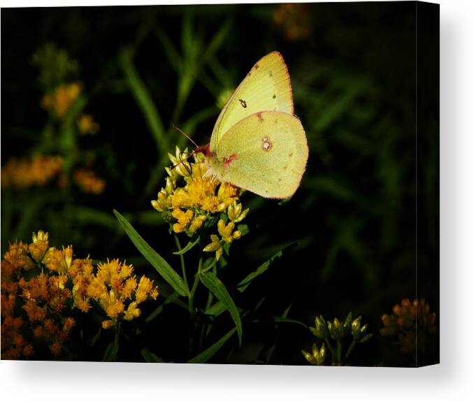 Butterfly Canvas Print featuring the photograph Butterfly Kiss by Zinvolle Art