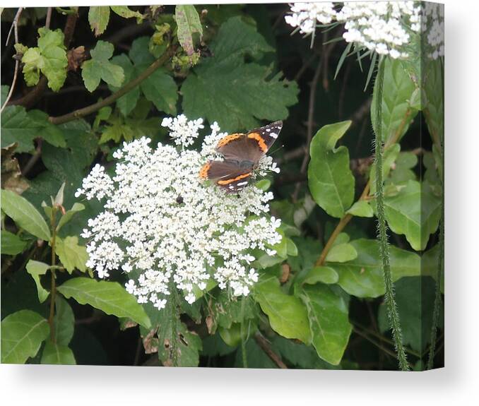 Butterfly Canvas Print featuring the photograph Butterfly on lace by Robert Nickologianis