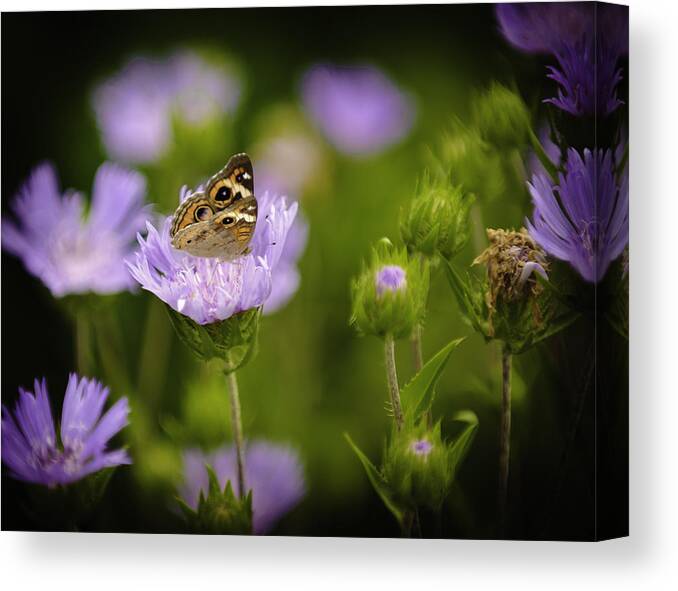 Outdoors Canvas Print featuring the photograph Butterfly Spotlight by Donald Brown