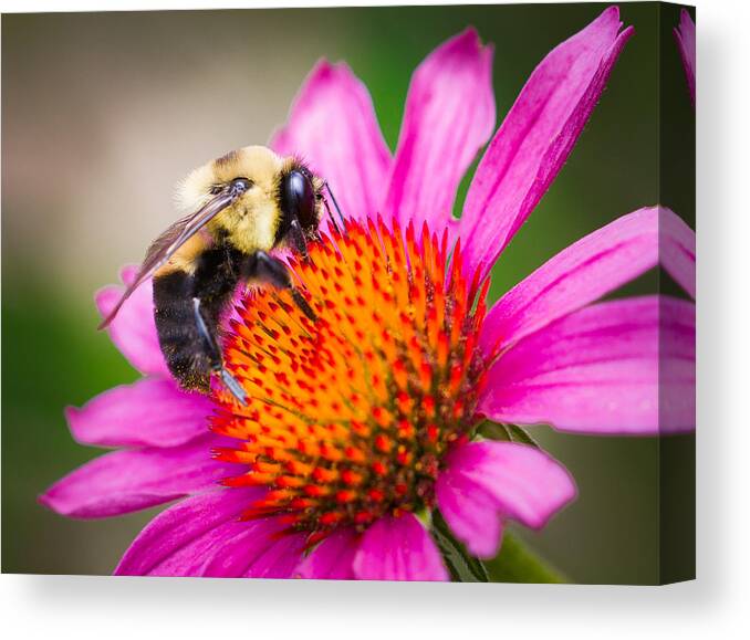 Bumblebee Canvas Print featuring the photograph Buzzed in Eureka Springs by Annette Hugen