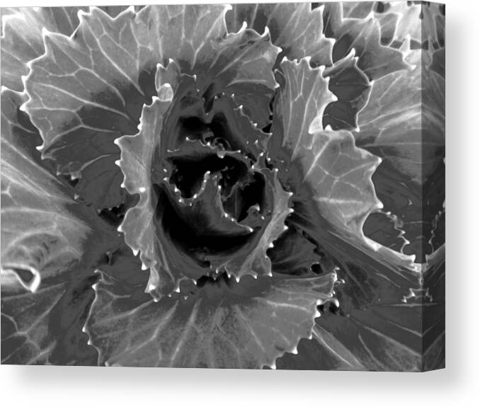 Black & White Canvas Print featuring the photograph Cabbage by Karol Blumenthal
