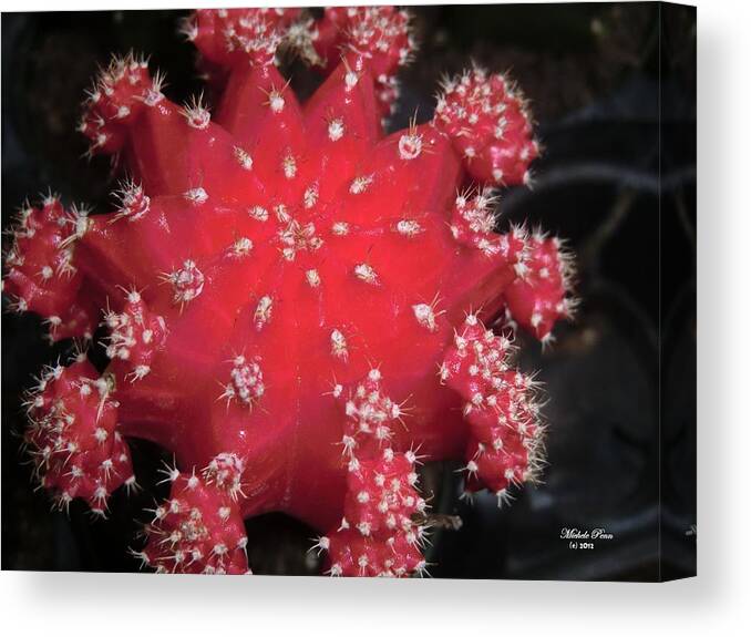 Red Canvas Print featuring the photograph Cactus Beauty by Michele Penn