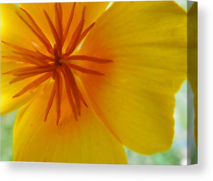 Flower Canvas Print featuring the photograph California Poppy by ShaddowCat Arts - Sherry