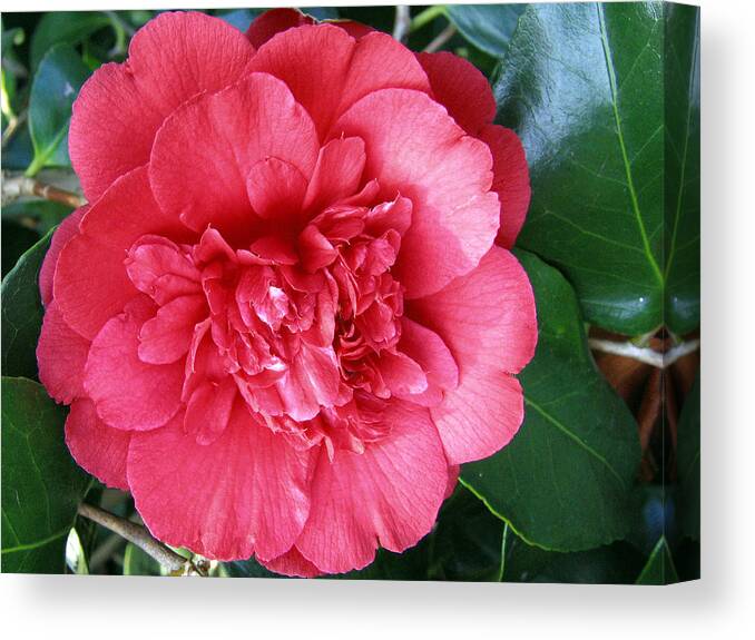 Camellia Canvas Print featuring the photograph Camellia 1 by Helene U Taylor
