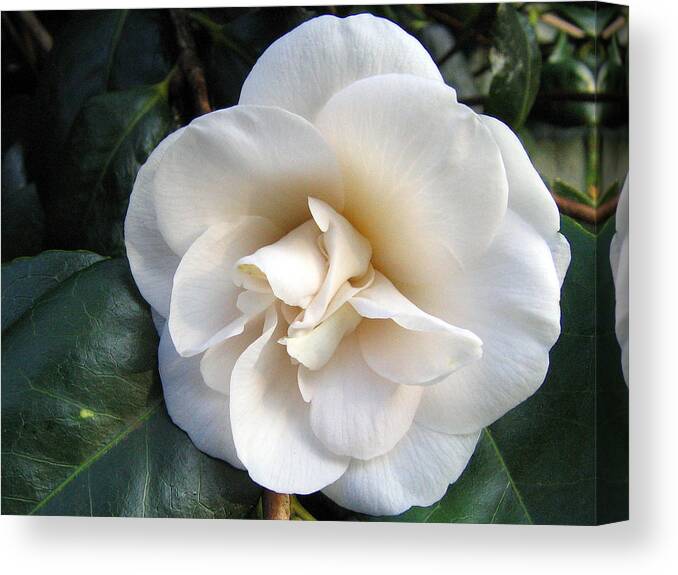 Camellia Canvas Print featuring the photograph Camellia 2 by Helene U Taylor