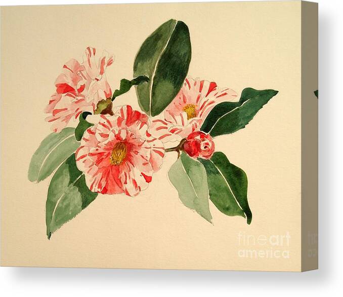 Watercolor Painting Canvas Print featuring the painting Camellia Stripe by Nancy Kane Chapman