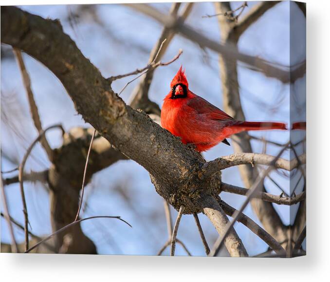  Cardinal Red Bird Nature White Wildlife Background Animal Tree Feather Wing Male Branch Beak Isolated Winter Green Songbird Vector Avian Black Northern Christmas Colours Beautiful Snow Leafless Wooded Crown Canvas Print featuring the photograph Cardinal by James Canning