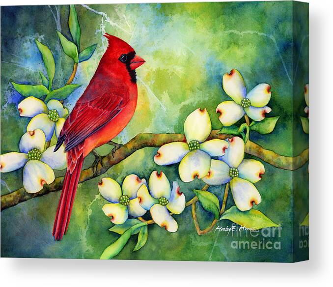 Cardinal Canvas Print featuring the painting Cardinal on Dogwood by Hailey E Herrera