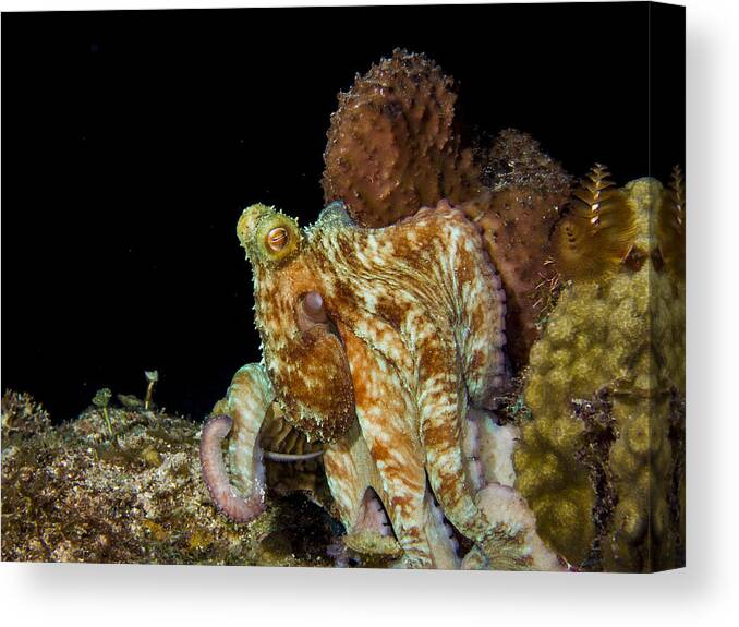 Caribbean Canvas Print featuring the photograph Caribbean Reef Octopus by Matt Swinden