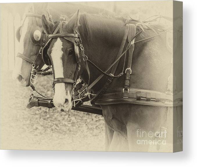 Horse Canvas Print featuring the photograph Carriage Horses II by Terry Rowe