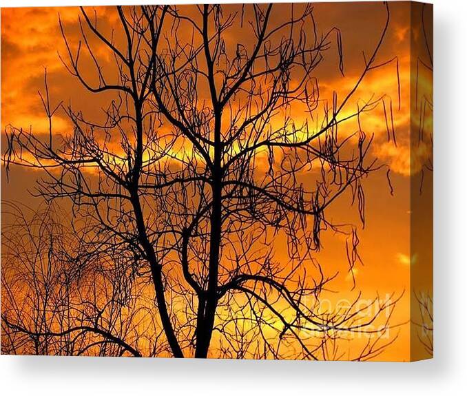 Tree Canvas Print featuring the photograph Catalpa Orange by Fred Sheridan