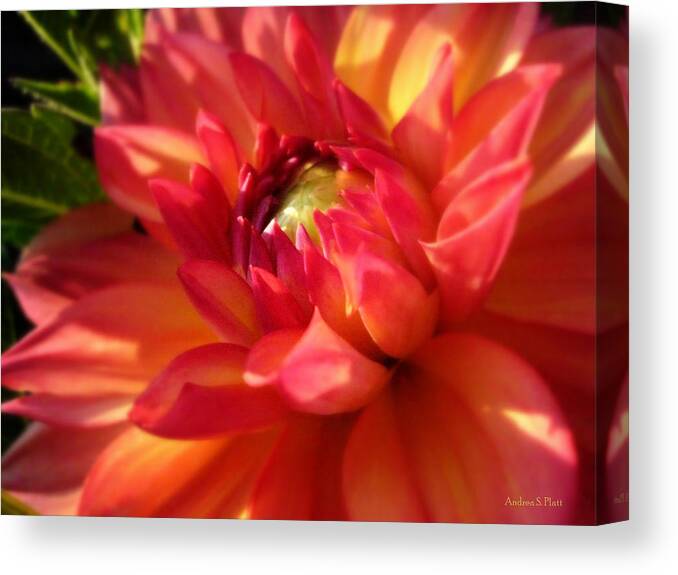 Flower Canvas Print featuring the photograph Catching Some Rays by Andrea Platt
