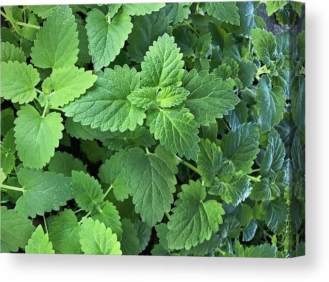 Natural Pattern Canvas Print featuring the photograph Catmint - Catnip Plant- Catswort - Nepeta Cataria by Zen Rial