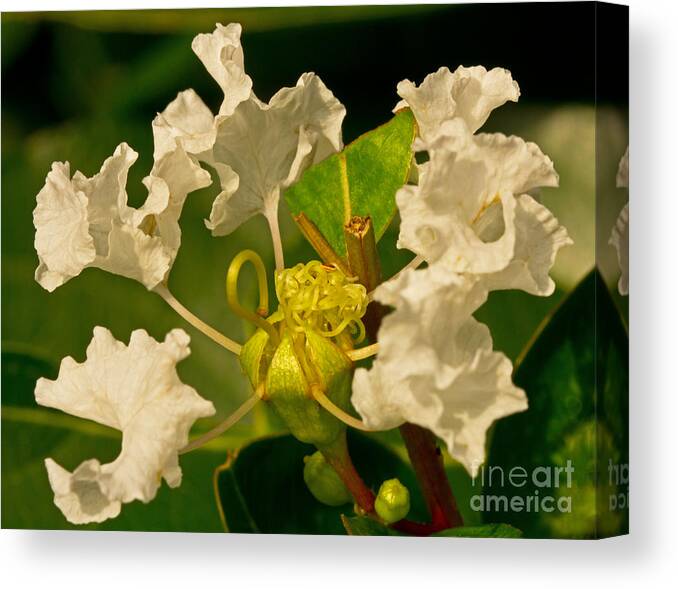 Art Prints Canvas Print featuring the photograph Center Sharp by Dave Bosse