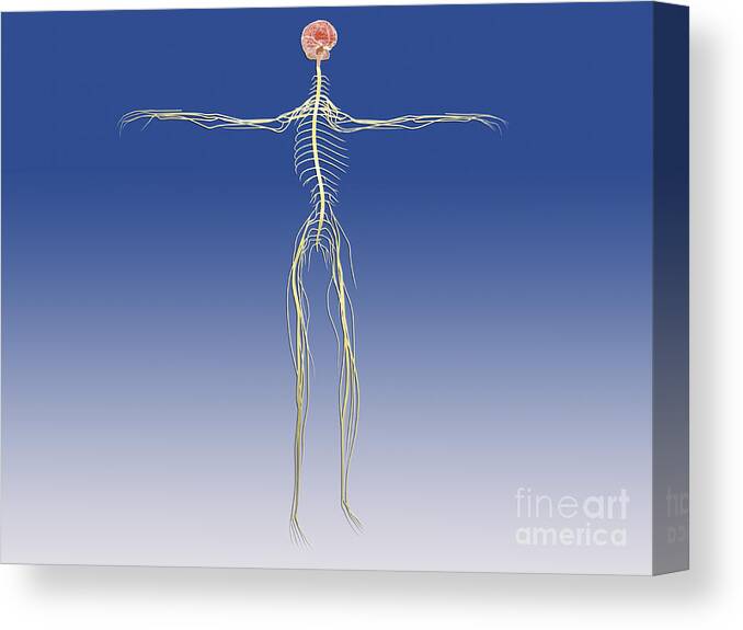 Horizontal Canvas Print featuring the digital art Central Nervous System With Human Brain by Stocktrek Images