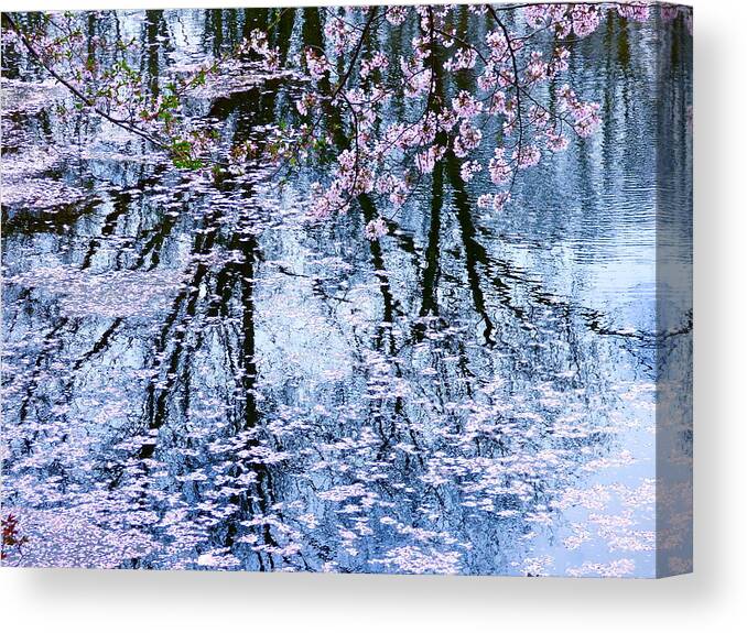Cherry Blossom Canvas Print featuring the photograph Cherry Blossom Reflections by Jean Wright