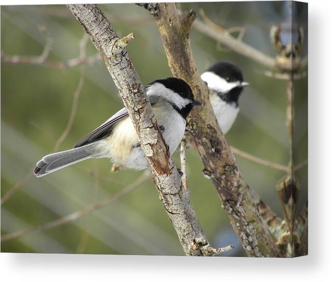Chickadee Canvas Print featuring the photograph Chickadee Double by Peggy McDonald
