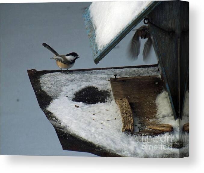 Chickadee Canvas Print featuring the photograph Chickadees Conversing by Brenda Brown