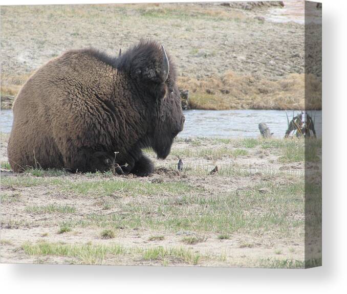 Buffalo In Yellowstone Canvas Print featuring the photograph Chillng in Yellowstone by Shawn Hughes