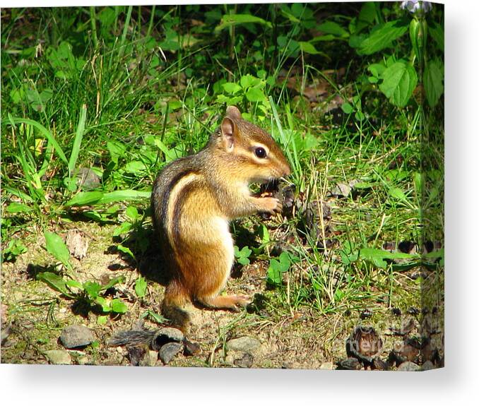 Chipmunk Canvas Print featuring the photograph Chippy by Michael Krek