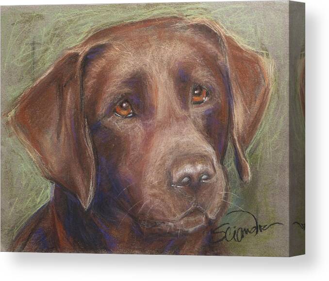Pet Canvas Print featuring the painting Chocolate Labrador by Sciandra 