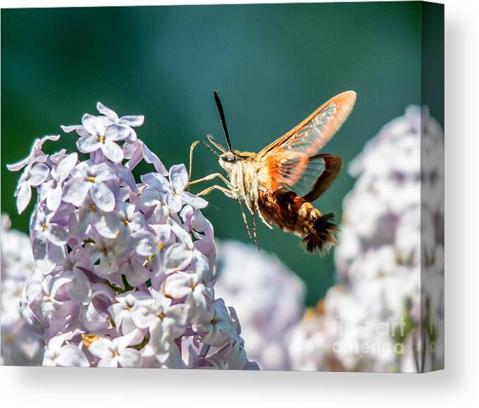 Landscape Canvas Print featuring the photograph Clearwing Hummingbird Moth by Cheryl Baxter