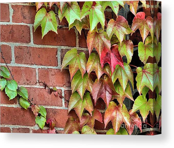 Vines Canvas Print featuring the photograph Climbing Vines by Janice Drew