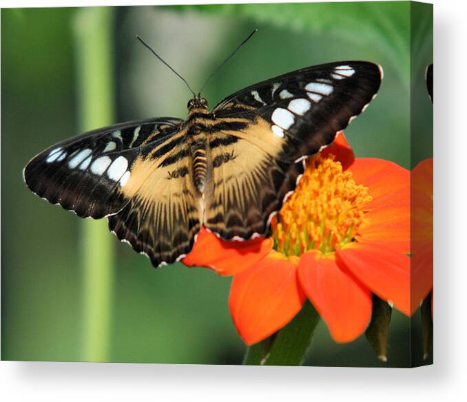 Clipper Butterfly Canvas Print featuring the photograph Clipper Butterfly on Flower by John Dart