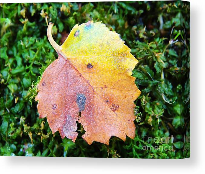 Fall Canvas Print featuring the photograph Colorful fall leaf by Karin Ravasio