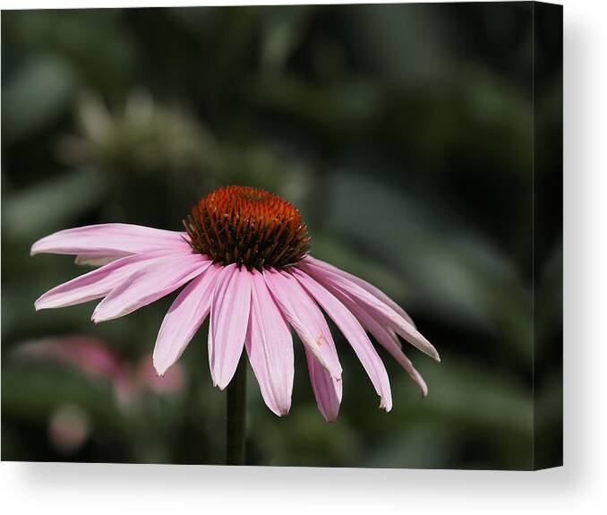 Cone Flowers Canvas Print featuring the photograph Cone Flower by Ernest Echols