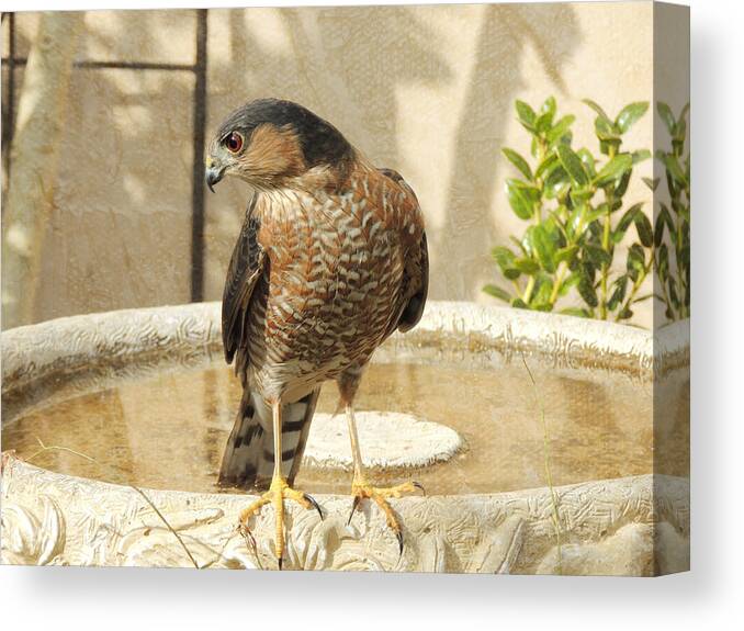 Cooper's Hawk Canvas Print featuring the photograph Cooper's Hawk at the Bird Bath by Jayne Wilson