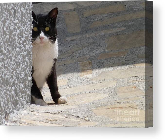 Salobrena Canvas Print featuring the photograph Corner Cat by Phil Banks
