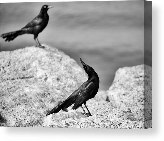 Animals Canvas Print featuring the photograph Courtship by Mary Lee Dereske