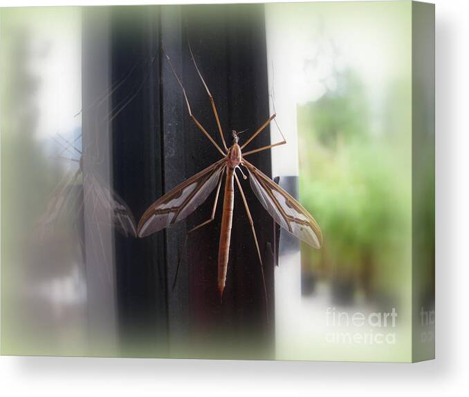 Bug Canvas Print featuring the photograph Crane Fly by Leone Lund