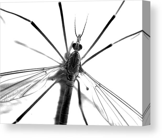 Insect Canvas Print featuring the photograph Cranefly by Coral Stark