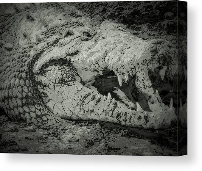Crocodile Canvas Print featuring the photograph Croc by Sue Long