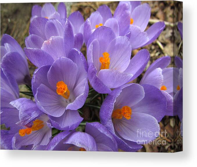 Purple Canvas Print featuring the photograph Crocus Cluster II by Lili Feinstein