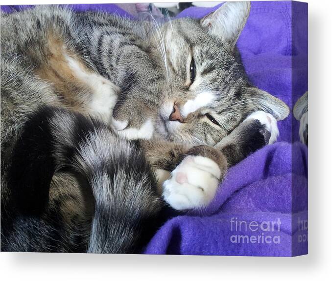 Cute Canvas Print featuring the photograph Cuddle Bug by Isis Stevens