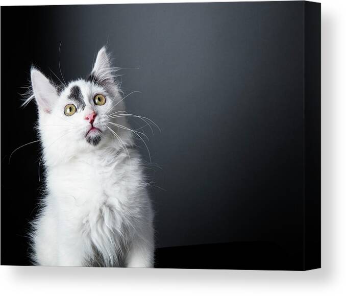 Pets Canvas Print featuring the photograph Curious Kitten - The Amanda Collection by Amandafoundation.org