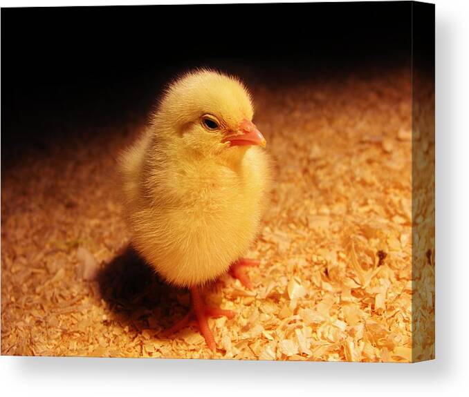 Baby Chicken Canvas Print featuring the photograph Cute Little Chick by Sherman Perry