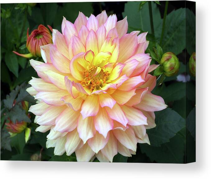 'nature Art' Canvas Print featuring the photograph Dahlia 'nature Art' by Ian Gowland/science Photo Library