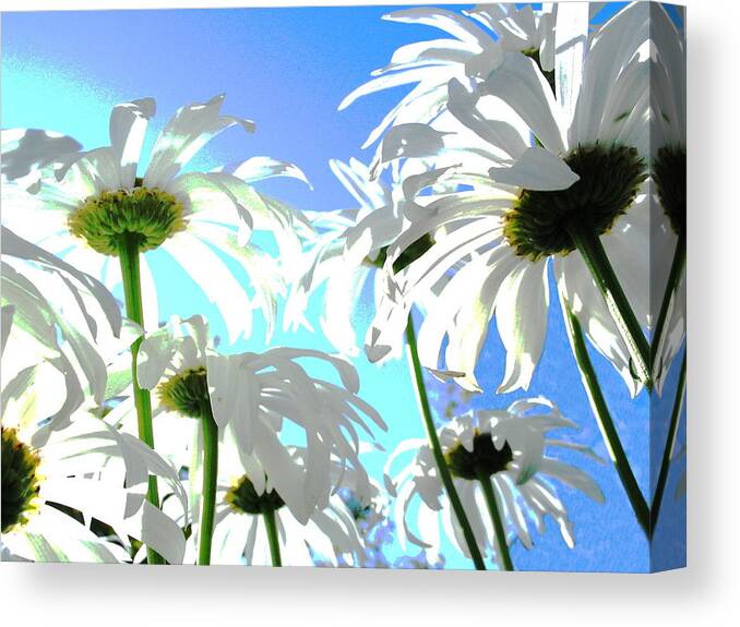 Flowers Canvas Print featuring the photograph Daisy Dance by Derek Dean