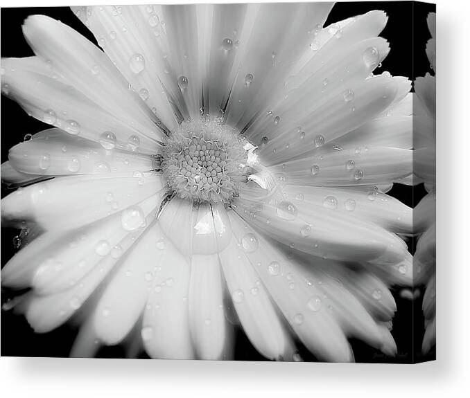 Daisy Canvas Print featuring the photograph Daisy Flower Raindrops Monochrome by Jennie Marie Schell