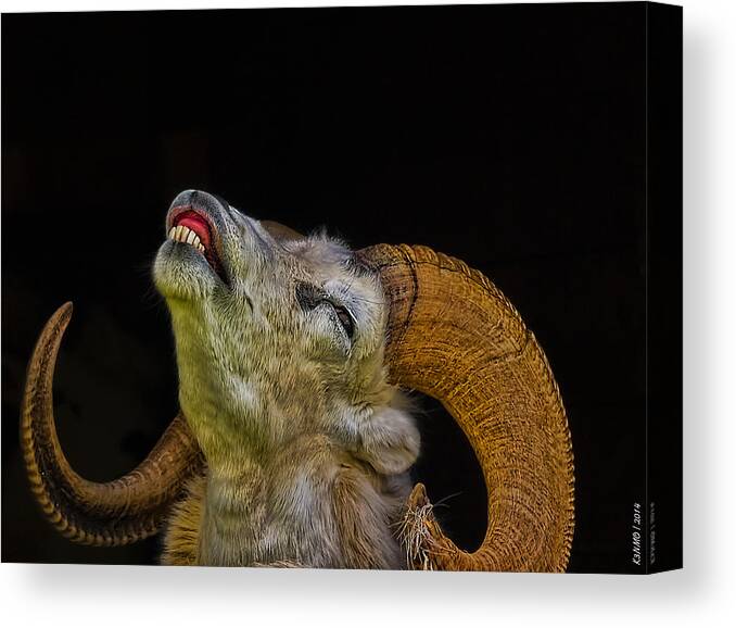 Sheep Canvas Print featuring the photograph Dall Sheep by Ken Morris