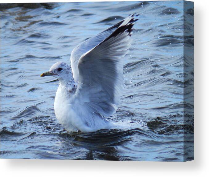 Dance Canvas Print featuring the photograph Dance On The Ocean by Zinvolle Art