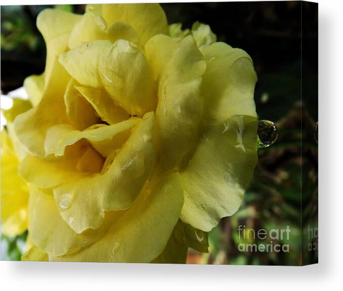 Rose Canvas Print featuring the photograph Dancing in the Rain by Robyn King