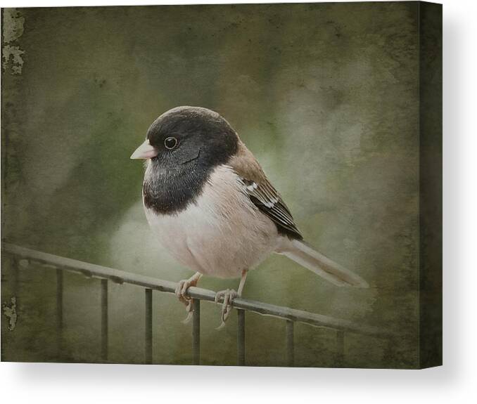 Birds Canvas Print featuring the photograph Dark-Eyed Junco by Parrish Todd