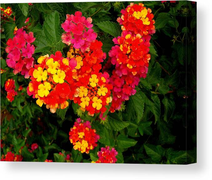 Fine Art Canvas Print featuring the photograph Day Glo Summer by Rodney Lee Williams