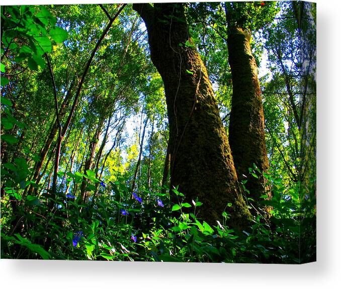 Forest Canvas Print featuring the photograph Deep In The Forest by Derek Dean