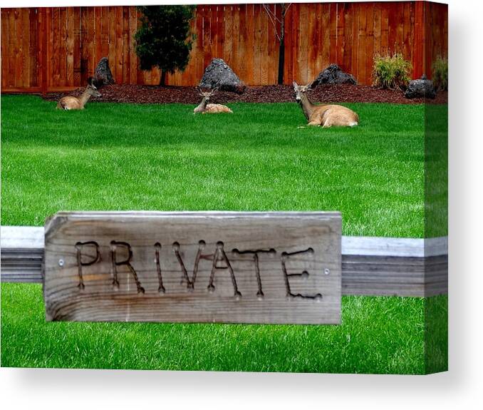 Deer Canvas Print featuring the photograph Deer at Rest by Nick Kloepping